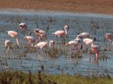 jan 057  Lesser Flamingoes : jan